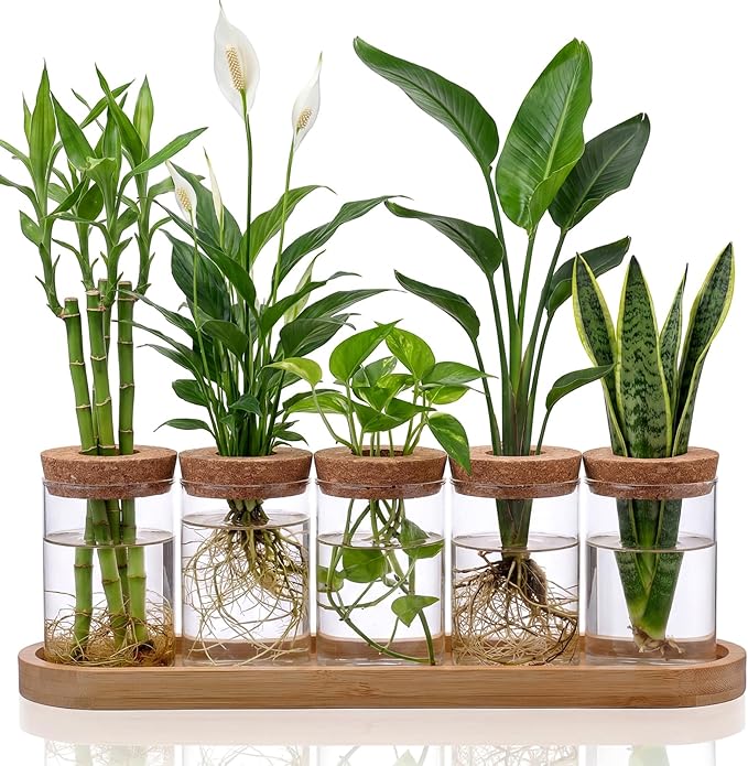 Zhehao 5 Pack Plant Propagation Station Hydroponic Glass Jar Terrarium with Cork Lids Bamboo Tray Desktop Planter for Rooting Cuttings Home Office Garden Decor