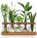 Zhehao 5 Pack Plant Propagation Station Hydroponic Glass Jar Terrarium with Cork Lids Bamboo Tray Desktop Planter for Rooting Cuttings Home Office Garden Decor
