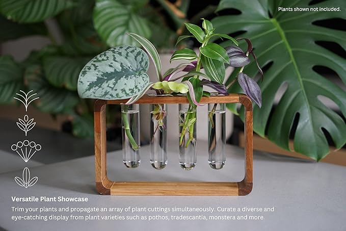 Source & Plot Plant Propagation Station - Acacia Wood Stand with 4 Glass Test Tubes, Tabletop Hydroponic Terrarium Planter Rack for Rooting & Houseplant Decor, Gift for Plant Lovers