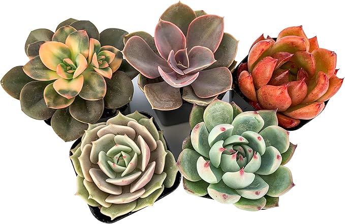 Live Succulent Plants (5 Pack Assortment), 2" Live Succulents Fully Rooted in Grower Pots, Succulent Plants Live, by The Succulent Cult
