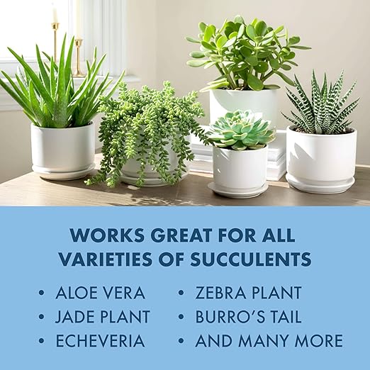 Succulent Fertilizer – Liquid Plant Food for Compact Growth, Vibrant Color & Stronger Root Development, 8 oz