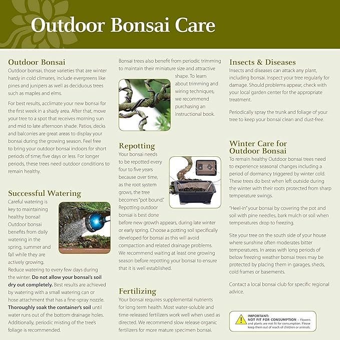 Brussel's Bonsai - Live Green Mound Juniper Bonsai Tree Kit, Outdoor Bonsai Tree Live Plant with Ceramic Pot and Soil, Easy Care Bonsai Starter Kit for Patio Garden (Small)