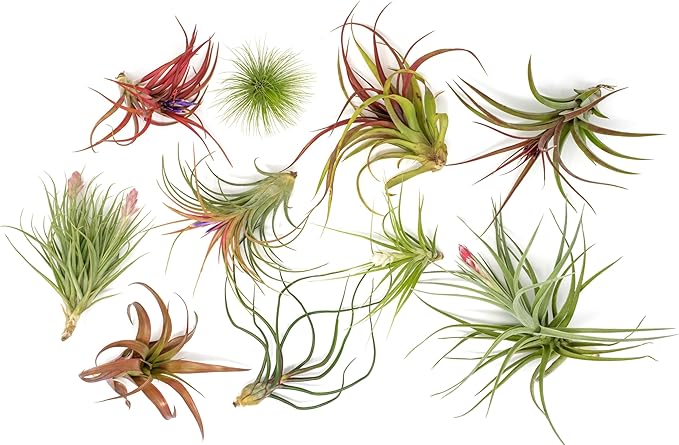 Premium Florida-Grown Collection of Tillandsia Air Plants - Wholesale and Bulk - Succulents - Live Tillandsia - Easy Care Indoor and Outdoor House Plants (Set of 10)