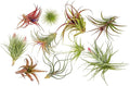 Premium Florida-Grown Collection of Tillandsia Air Plants - Wholesale and Bulk - Succulents - Live Tillandsia - Easy Care Indoor and Outdoor House Plants (Set of 10)