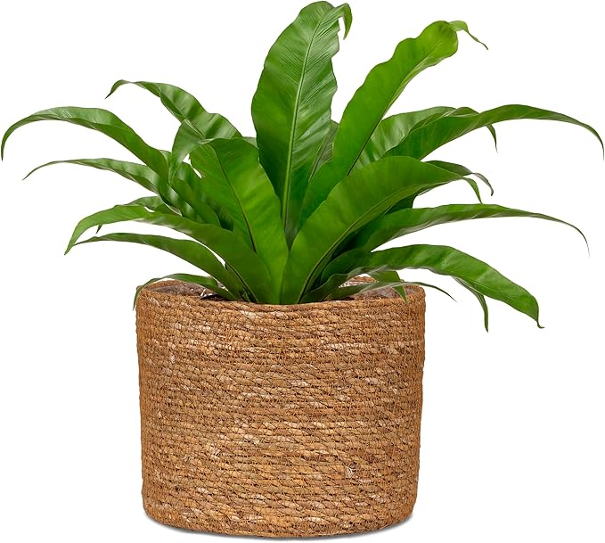 Scheurich Seagrass 24 Basket Planter/Basket Planter/Basket Pot Made of Seagrass Colour: Groove, 24 cm Diameter, 22.5 cm High, 10.6 litres Vol.