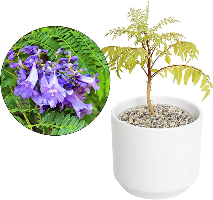 MyShelfie Jacaranda Tree Bonsai Starter Kit for Beginners - Gifts for Men Who Have Everything, Unique Gifts for Women, Small Bonsai Tree with Ceramic Pot, Easy to Grow and Maintain
