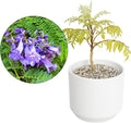 MyShelfie Jacaranda Tree Bonsai Starter Kit for Beginners - Gifts for Men Who Have Everything, Unique Gifts for Women, Small Bonsai Tree with Ceramic Pot, Easy to Grow and Maintain