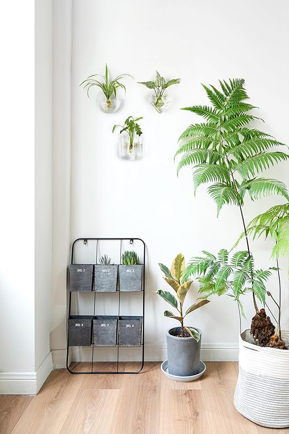 Mkono Wall Planter Propagation Stations Hanging Glass Terrariums Vase Container for Propagating Hydroponic Plants Flowers Home Office Living Room Bathroom Garden Decor, 3 Pack(Plants not Included)