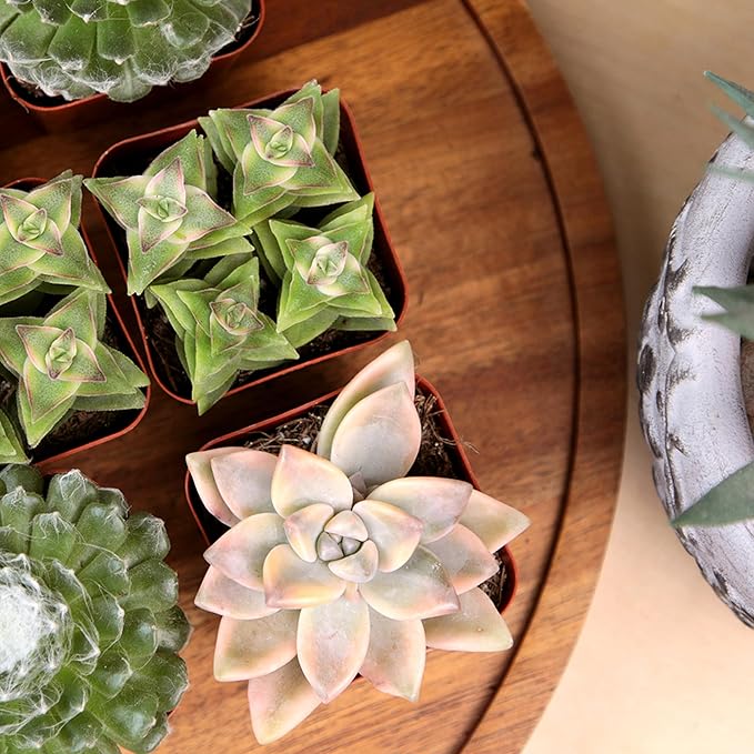 Live Succulents Plant Pack (6-Pack), Real Succulent Plants & Mini Plants for Beginners, Live House Plants, Mini Succulents, Outdoor & Indoor Plants, Live Plants in 2" Grower Pots by Plants for Pets