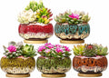 Cute Ceramic Succulent Garden Pots, Planter with Drainage and Attached Saucer, Set of 5 -Plants Not Included (Round+White Border)