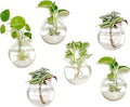 Kingbuy Wall Hanging Glass Planter Propagation Station - 6 Pack Oblate Globe Wall-Mounted Vases for Indoor Hydroponic Air Plants Bathroom Living Room Office Decor Gift for Women, Mom, Plants Lovers