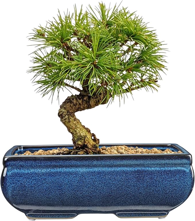 Set of 2 Blue Glazed Ceramic Bonsai Pots, 9.8" & 7.4" Rectangular Bonsai Pots Planters with Drainage for Indoor/Outdoor Plants, Shallow Bonzie Tree Pot for Succulents, Cacti, Orchids, Herbs, Flowers