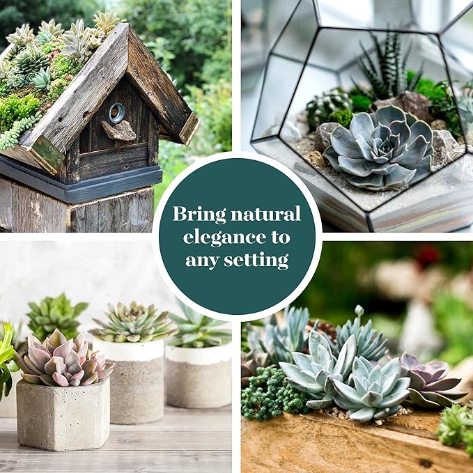 Shop Succulents Rosette Succulent Plant Pack Bulk Collection - Live Mini Succulent Plants, Low Maintenance, Floral Shaped Mix of Colors & Textures - Wedding and Party Favors, Gift & Garden, Pack of 32