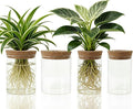 Glass Propagation Station for Plants Set of 4,Desktop Vases for Herb,Plant Cuttings,Planter Jars for Home,Propagation Flower Vases for Living Room,Bedroom,Home Office Decoration,Plant Lover Present