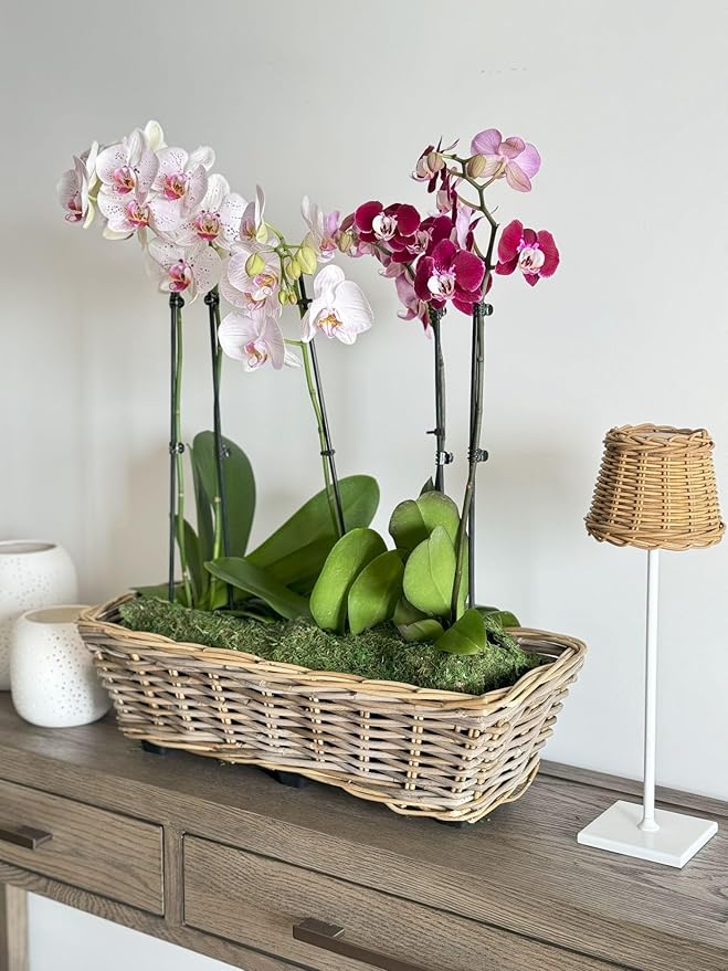 Kouboo Rectangular Rattan Planter Basket with Handles 2.5 Gallon Plastic Pot Liner with Drain Holes Included No Saucer Indoor and Outdoor Use