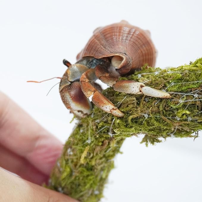 25 Inch Hermit Crab Climbing Toys, Bendable Hermit Crab Supplies, Ideal Hermit Crab Habitat Tank Terrarium Accessories