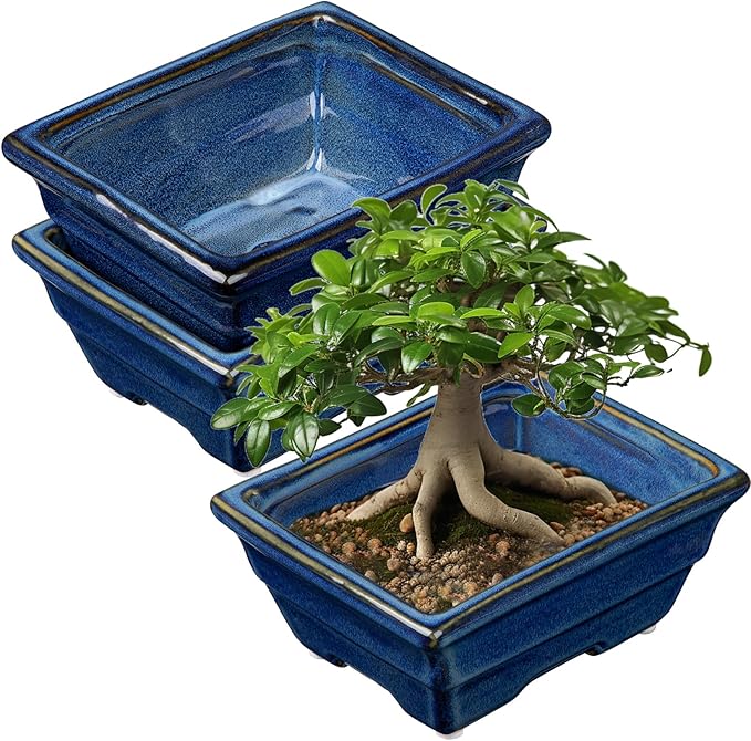 Villa Como Bonsai Pots Shallow Succulent Planters for Live Bonsai Trees Set of 2, 6.3" Ceramic Pot for Succulents Indoor with Drainage Hole, Outdoor Cactus Plant Bonsai Pot, Ceramic Flower Pot