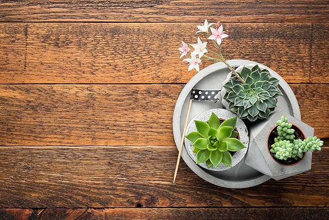 Altman Plants, Live Succulent Plants (12 Pack) Assorted Potted Succulents Plants Live House Plants in Cacti and Succulent Soil Mix, Cactus Plants Live Indoor Plants Live Houseplants in Planter Pots