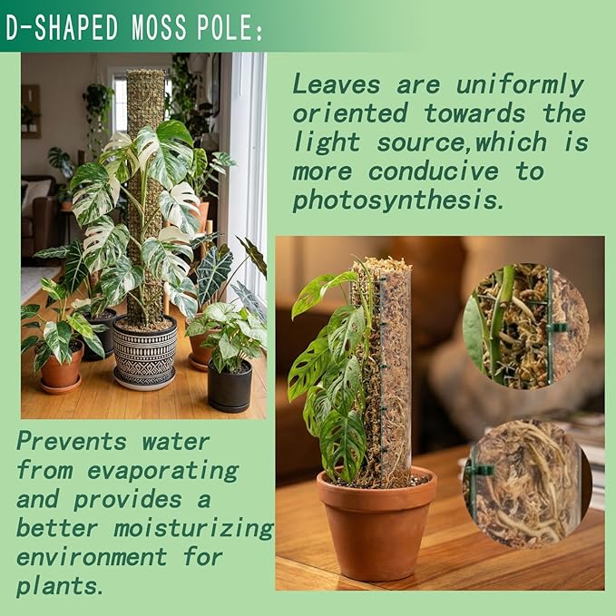 Metal Moss Poles for Climbing Plants, D-Shape Sphagnum Moss Pole Monstera Plant Support for Climbing Plants, DIY Plant Stakes Work with Sphagnum Moss (24ft D-Shaped Clear)