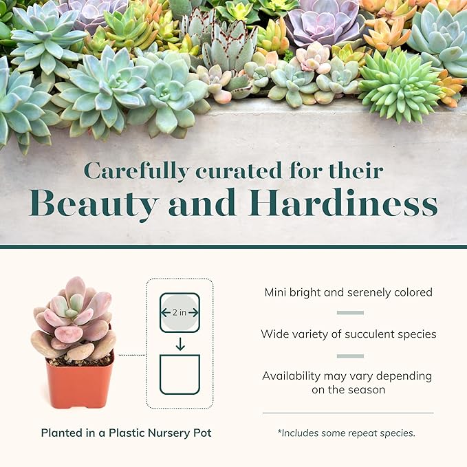 Shop Succulents Pastel Succulent Plant Pack Bulk Collection - Live Mini Succulent Plants, Low Maintenance, Bright & Serene Colors & Textures - Wedding and Party Favors, Gift & Garden, Pack of 20