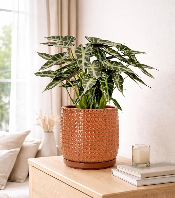 D'vine Dev 8 Inch Ceramic Beaded Stoneware Planter Pot - Flower Pot with Drainage Holes and Saucers for Indoor Succulent Plants or Flowers, Pumpkin, 27-C-Q-J