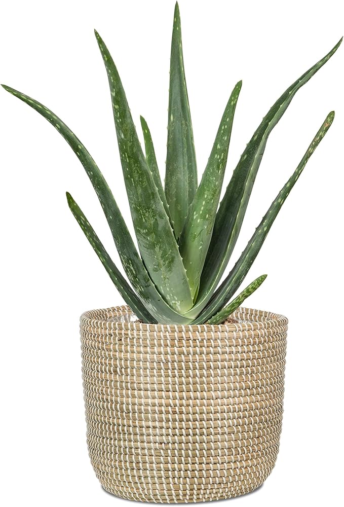Scheurich Seagrass 32, Basket Planter/Basket Planter/Basket Pot Made of Seagrass Colour: White, 32 cm Diameter, 30.5 cm High, 26.9 Litres Vol.