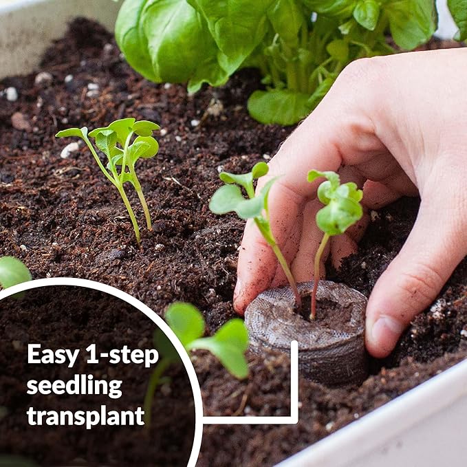 Jiffy Plant Germination Kit - Seedling Starter Trays with Seeds - 36 Cell 2 Pack - Plastic