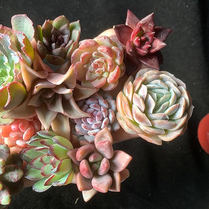 12 Pack Succulents Plants Live, Assorted Mini Succulents Bundle, Easy Care Bare Root Succulent Plants for Indoor Outdoor Decor, Home Office Desk, Terrarium DIY, Gift for Plant Lovers