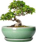 SQOWL Bonsai Pots - 10 Inch Ceramic Succulent Pots with Drainage Hole and Saucer, Shallow Planter for Indoor Plants Flowers, Round Planter Bowl, Living Room Decor, Plant Lover Gifts, Green