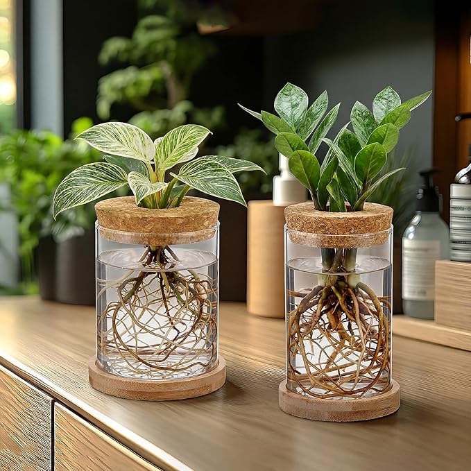 6 Pack Glass Plant Propagation Stations Hydroponic Vases with Wooden Saucer Small Glass Jar Planters Plant Station Bud Vases for Desks Home Garden Office Decorations