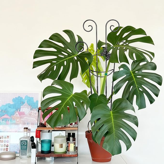 Coomin 32.6in Monstera Plant Support for Indoor Plants, 4P Trellis for Climbing Plants Indoor, Plant Climber Stakes for Potted Plants