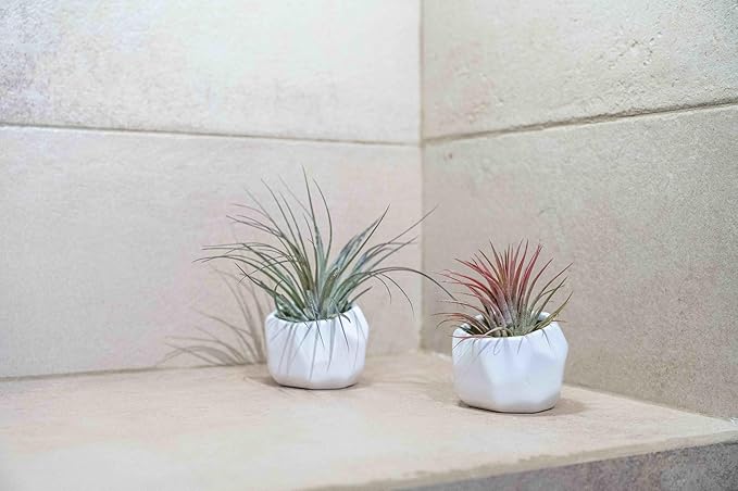 Air Plant Shop White Geometric Holder Sets of 3 with Mixed Air Plants- Wholesale and Bulk - Succulents - Live Tillandsia - Easy Care Indoor and Outdoor House Plants