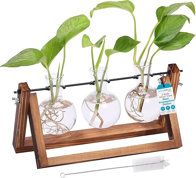 BIRDROCK HOME Plant Propagation Station | 3 Bulb Vase with Wooden Stand Terrarium | Great Gift Idea for the Home Office Garden | Hydroponics Plants
