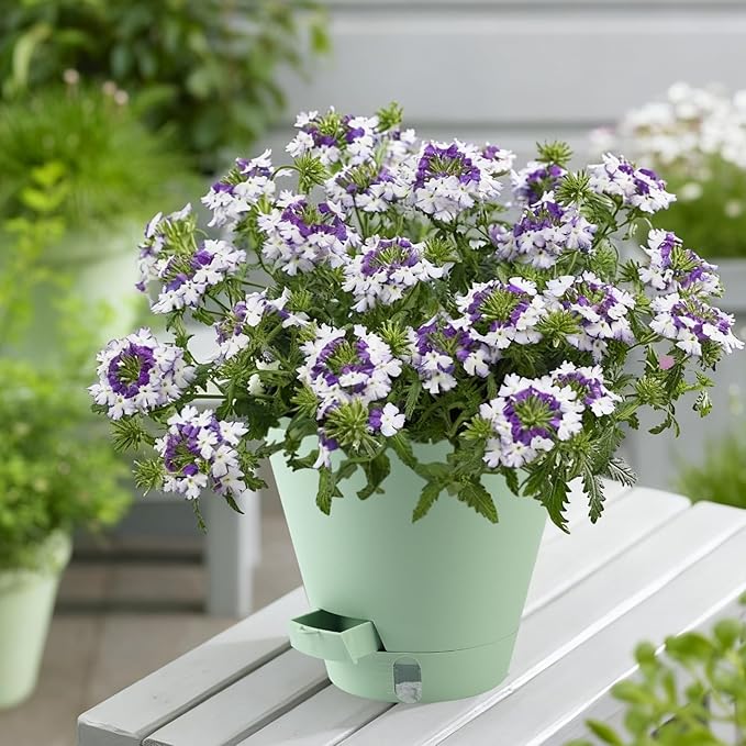 Pottiffe Self-Watering-Pots-for-Indoor-Plants, 8 Inch Flower Pots for Indoor Plants, 3 Packs Plastic Planters with Drainage Holes and Saucers