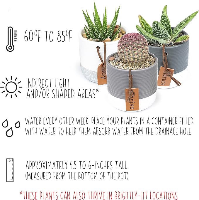 LoLite Cactus & Live Succulent Plants Set (3 Pack), Low Light Houseplants, Easy Plant Gift, Approx. 4-6 in. Tall, Mixed Haworthia, Gasteria & Cacti Varieties, Stylish 2-Tone Ceramic Pots Included