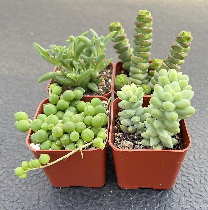 Sprout N Green Trailing Succulent Collection, 4 String Succulent Plant Fully Rooted in 2inch Starter Pot, Home Office Indoor Outdoor Wedding Decoration DIY Projects Party Favor