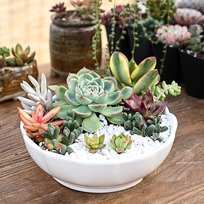 Sprout N Green 100 Live Succulent Plants, 10 Assorted Varieties of Real Succulents Rooted in 2" Pot with Soil, Small Indoor House Plants for Home Garden Wedding Decor Party Favor