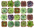 Shop Succulents Echeveria & Rosette Live Succulent Variety Pack – Fully Rooted 2" Potted Plants for Gifts, Favors, DIY Projects, Terrariums, Home Décor, and Garden Arrangements, 64 Pack
