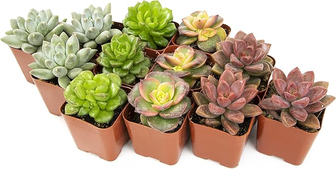 Altman Plants, Live Succulent Plants (12 Pack) Assorted Potted Succulents Plants Live House Plants in Cacti and Succulent Soil Mix, Cactus Plants Live Indoor Plants Live Houseplants in Planter Pots