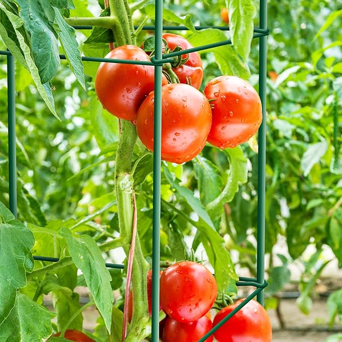 Thealyn Tomato Cages 6 Packs 57 Inches (H) Plant Stand with 164 Feet Twist Ties, Heavy Duty Garden Plants Support for Tomatoes, Cucumber, and Other Climbing Plants (Green)