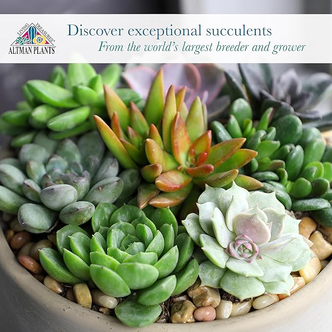 Altman Plants Deluxe Live Succulents (6 Pack), No Duplicates, Assorted Varieties, & Shapes, Easy Plant Care, 2 in Pots