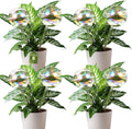 VZZNN 8 Pack Rainbow Glass Plant Watering Globes - Self Watering Planter Insert, Plant Watering Devices for Water Plants While Away, Indoor Outdoor Automatic Slow-Release Watering Bulbs
