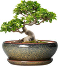 SQOWL Bonsai Planter - 10 Inch Ceramic Succulent Pots, Shallow Plant Pot Indoor with Drainage Hole and Saucer, Ceramic Bonsai Pots, Round Planter Bowl Outdoor, House Decor, Plant Lover Gifts, Brown
