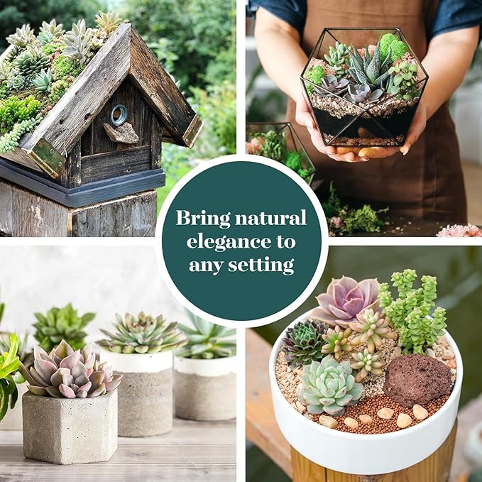 Shop Succulents Coastal Succulent Bulk Plant Pack Collection – Live Mini Succulent Plants, Ocean-Inspired Colors & Textures, Low Maintenance Houseplants – Beach Decor, Gifts & Garden, 2" Pots