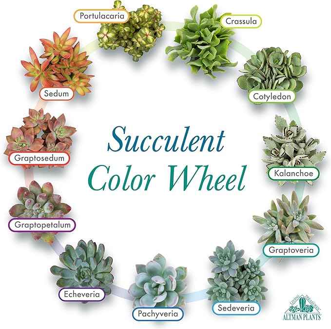 Altman Plants Deluxe Live Succulents (12 Pack), 6 Unique Varieties in Sets of 2, Assorted Colors & Shapes, Easy Plant Care, 2 in Pots