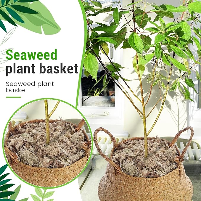 Knitgrip Large Wicker Plant Basket with Handle 10 Inch Woven Seagrass Belly Basket and Artificial Moss for House Plants Picnic Grocery Laundry Storage Home Decor(Large,Original,2 Pack)