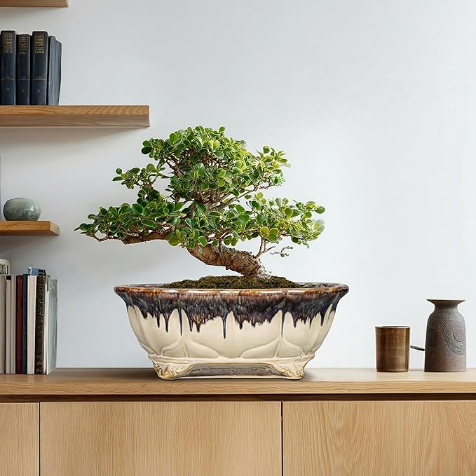 Ceramic Bonsai Pots - 13.2 Inch Succulent Planters for Indoor Plants Outdoor, Bonsai Tree Pots with Drainage Hole, Decorative Shallow Planter, Room Decor, Gifts for Men Women, Oval Beige-Brown