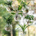 Window Propagation Stations, Oblate Glass Terrariums Planter with Suction Cup Hook, Wall Hanging Planters for Hydroponics Plants, Home, Office, Bathroom, Living Room Decor, Gift for Plant Lovers (6)