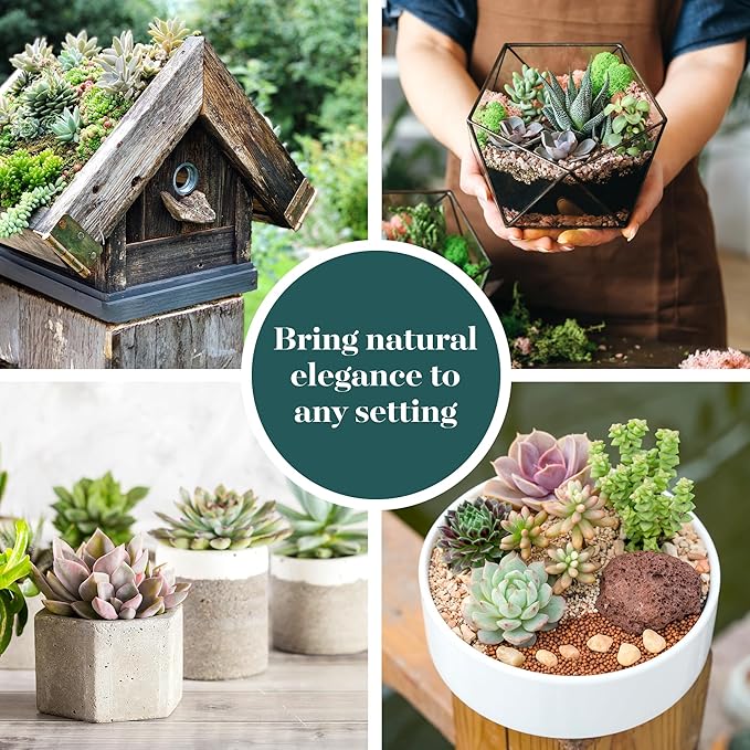 Shop Succulents Assorted Succulent Plant Pack Bulk Collection - Live Mini Succulent Plants, Low Maintenance, Mixture of Colors & Textures - Wedding and Party Favors, Gift & Garden, Pack of 256