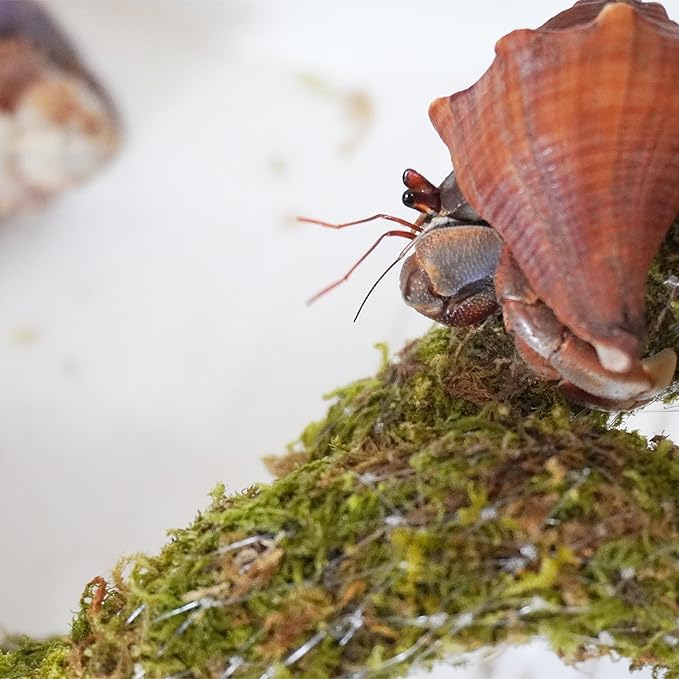 25 Inch Hermit Crab Climbing Toys, Bendable Hermit Crab Supplies, Ideal Hermit Crab Habitat Tank Terrarium Accessories